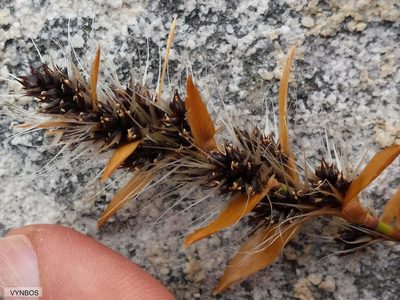 Askidiosperma nitidum, photographed by Chris Vynbos
