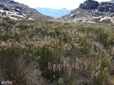 Askidiosperma nitidum, photographed by Chris Vynbos