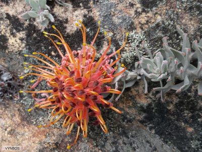 Leucospermum spathulatum, photographed by Chris Vynbos