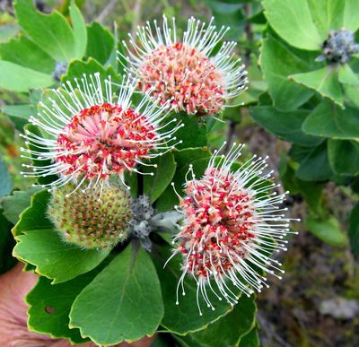 Leucospermum winteri, photographed by Di Turner
