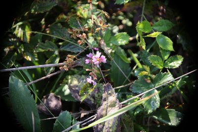 Lespedeza procumbens, photographed by Kathy Richardson