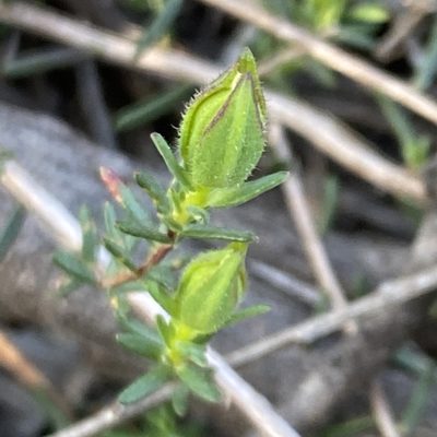 Hibbertia puberula, photographed by prossington