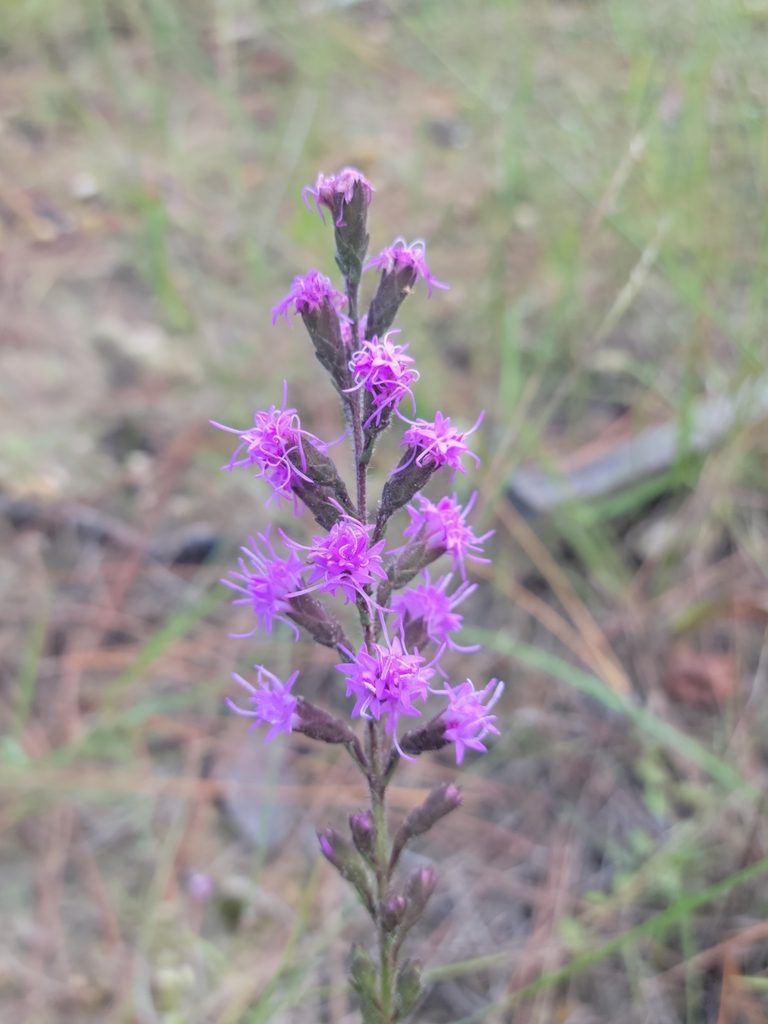 Liatris garberi, photographed by Jay Horn