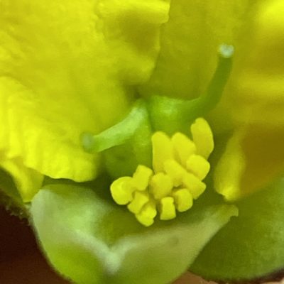 Hibbertia puberula, photographed by prossington