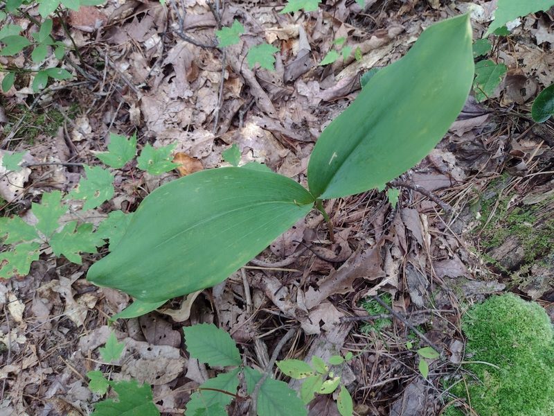 Convallaria pseudomajalis, photographed by Harold Smith