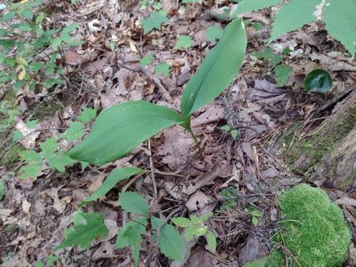Convallaria pseudomajalis, photographed by Harold Smith