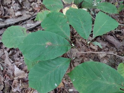 Magnolia acuminata, photographed by Harold Smith