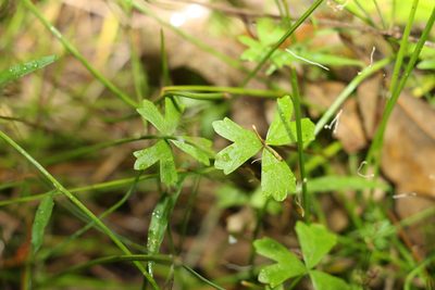 Hydrocotyle paludosa, photographed by Greg Tasney