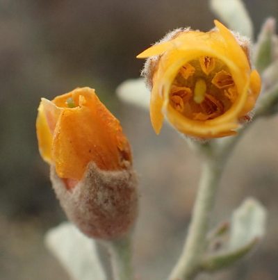 Hermannia incana, photographed by Nicola van Berkel