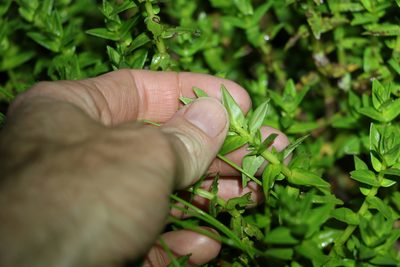 Rotala tripartita, photographed by Greg Tasney