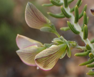 Polygala teretifolia, photographed by Nicola van Berkel