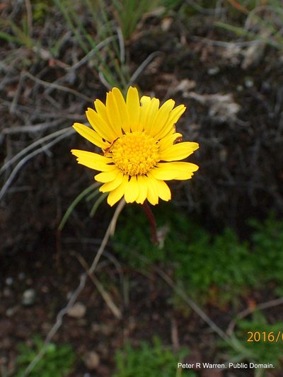 Ursinia alpina, photographed by Peter Warren