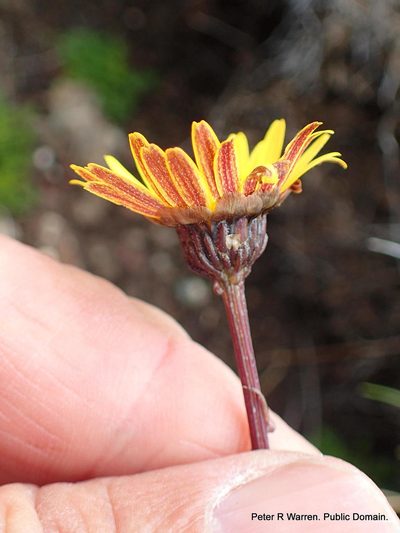 Ursinia alpina, photographed by Peter Warren
