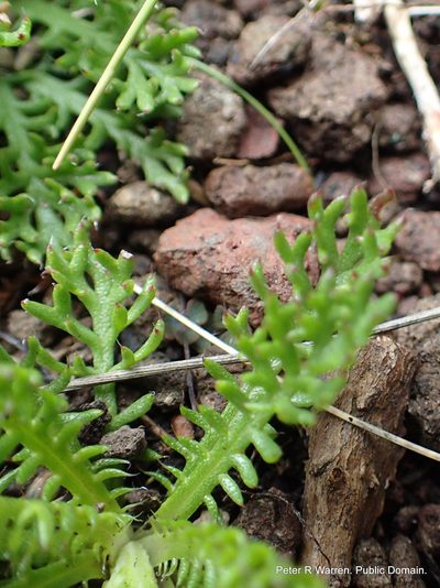 Ursinia alpina, photographed by Peter Warren