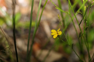 Goodenia paniculata, photographed by Greg Tasney
