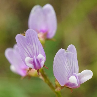 Astragalus sulcatus, photographed by Patrick Hacker