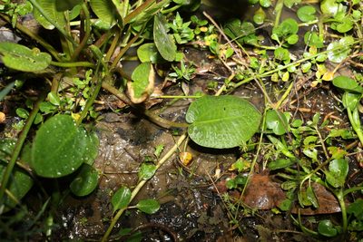Ottelia ovalifolia, photographed by Greg Tasney