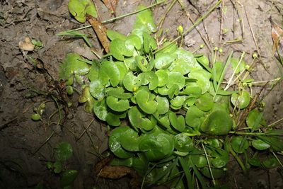 Nymphoides exiliflora, photographed by Greg Tasney