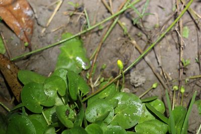 Nymphoides exiliflora, photographed by Greg Tasney