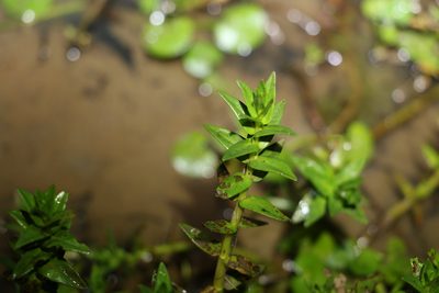 Rotala tripartita, photographed by Greg Tasney