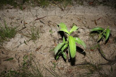 Persicaria attenuata, photographed by Greg Tasney