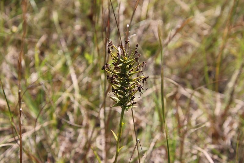 Platanthera ciliaris, photographed by Kathy Richardson
