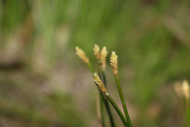 Eleocharis cylindrostachys, photographed by Greg Tasney