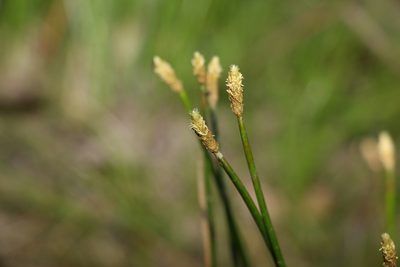 Eleocharis cylindrostachys, photographed by Greg Tasney