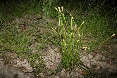 Eleocharis cylindrostachys, photographed by Greg Tasney