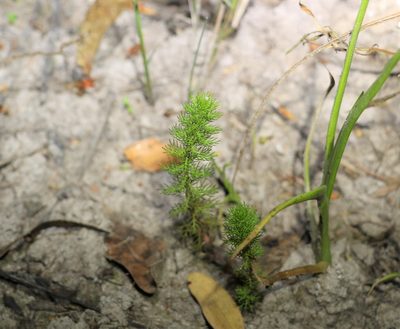 Myriophyllum gracile, photographed by Greg Tasney