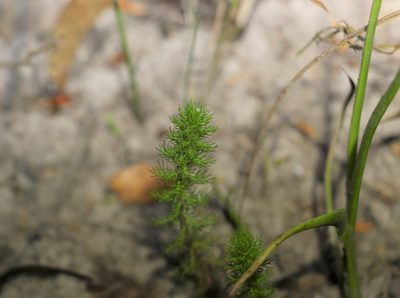 Myriophyllum gracile, photographed by Greg Tasney
