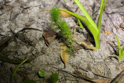 Myriophyllum gracile, photographed by Greg Tasney