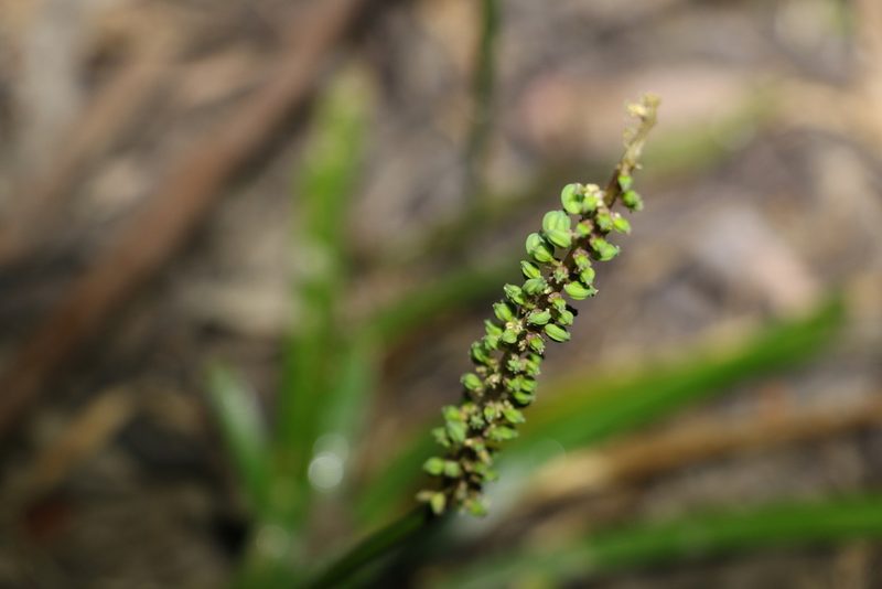Cycnogeton multifructus, photographed by Greg Tasney