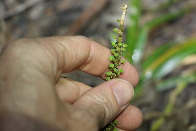 Cycnogeton multifructus, photographed by Greg Tasney