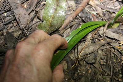 Cycnogeton multifructus, photographed by Greg Tasney