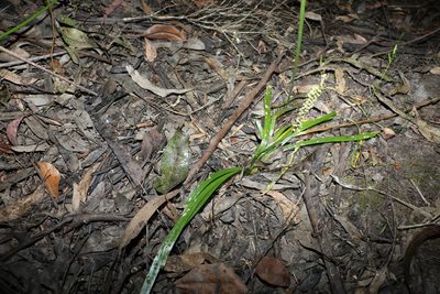 Cycnogeton multifructus, photographed by Greg Tasney