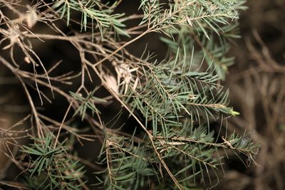 Melaleuca linariifolia, photographed by Greg Tasney
