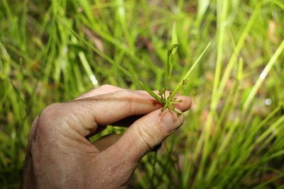 Cyperus haspan, photographed by Greg Tasney
