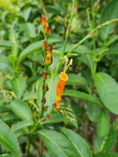 Sanchezia tigrina, photographed by Anthony Batista