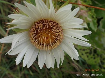 Berkheya leucaugeta, photographed by Peter Warren