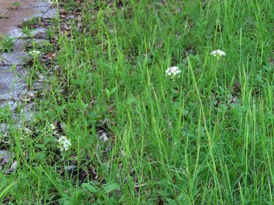 Allium tuberosum, photographed by mami_t_t