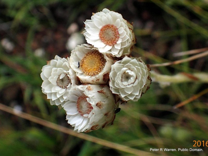 Helichrysum albobrunneum, photographed by Peter Warren