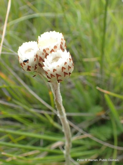 Helichrysum albobrunneum, photographed by Peter Warren