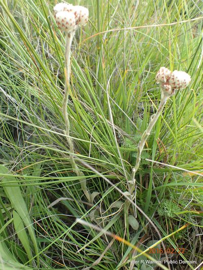 Helichrysum albobrunneum, photographed by Peter Warren