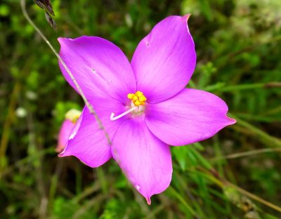 Chironia melampyrifolia, photographed by Di Turner