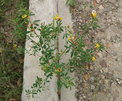 Crotalaria pumila, photographed by M. Socorro González Elizondo