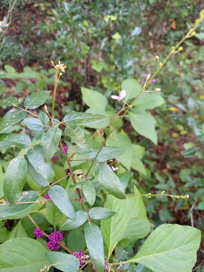 Desmodium floridanum, photographed by Athena Philips