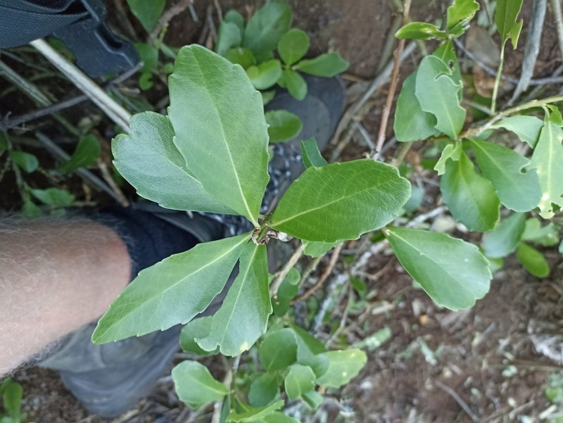 Melicytus novae-zelandiae, photographed by Oscar Dove
