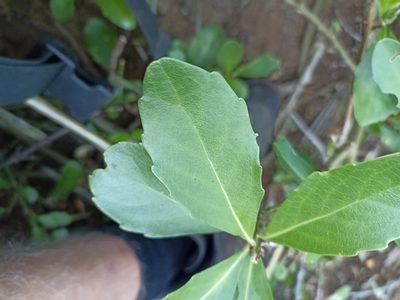 Melicytus novae-zelandiae, photographed by Oscar Dove