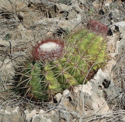 Melocactus curvispinus, photographed by Stan Shebs
